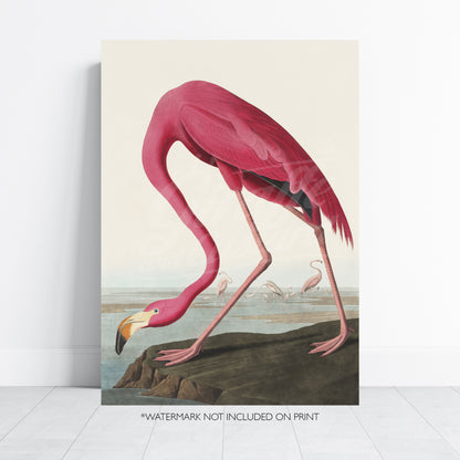 Vintage Flamingo Art Print - James Audubon