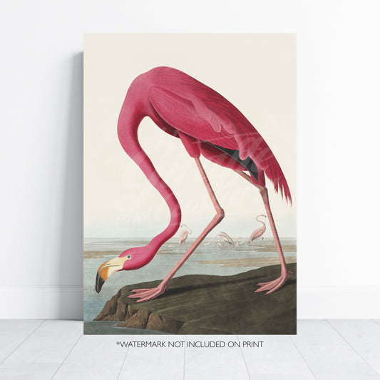 Vintage Flamingo Art Print - James Audubon