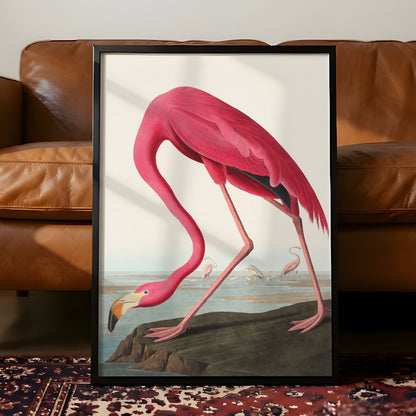 Vintage Flamingo Art Print - James Audubon
