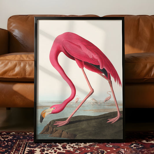 Vintage Flamingo Art Print - James Audubon