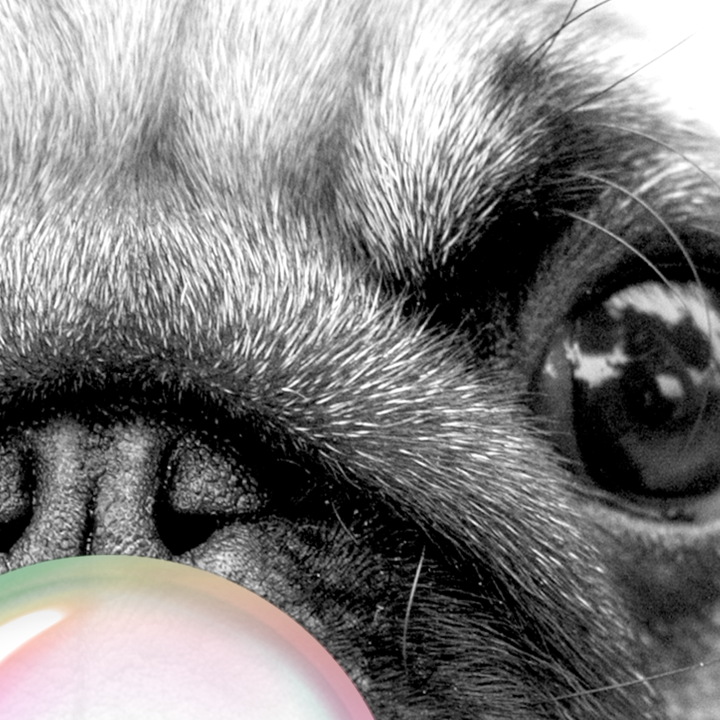 Pug Dog Bubble Gum Wall Art Poster Print Close 2