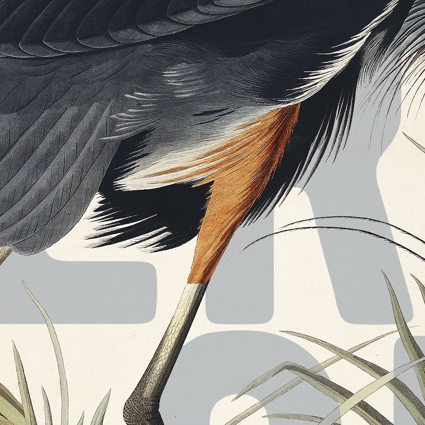 Exotic Bird Wall Art Poster Blue Heron close 2