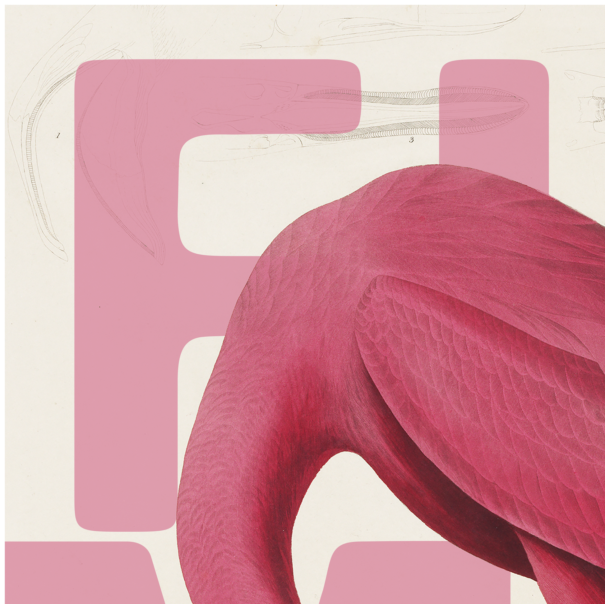 Pink Flamingo Exotic Bird Wall Art Poster Print close 1