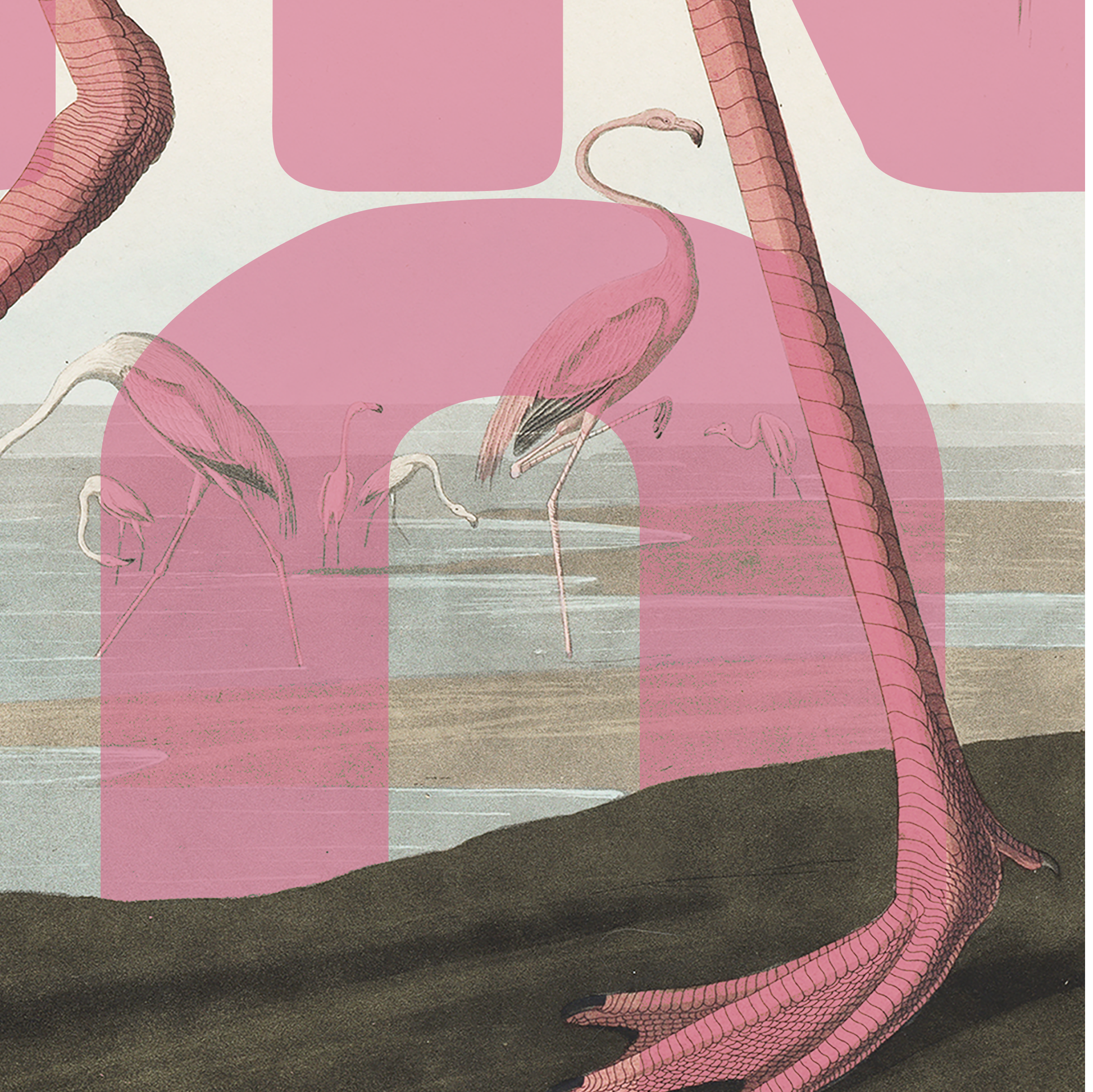 Pink Flamingo Exotic Bird Wall Art Poster Print close 2